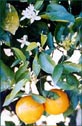 Orange Flower Essence